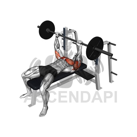 Bench Press